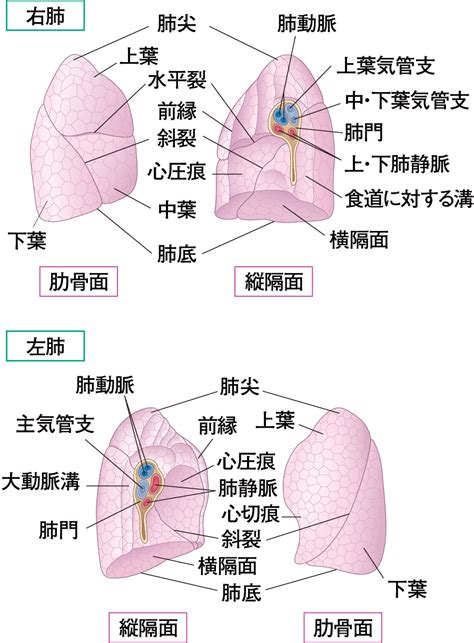 胸部位置|胸腔と肺の構造 